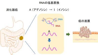 RNA編集
