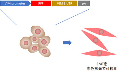 上皮間葉形質転換（EMT）可視化細胞の樹立