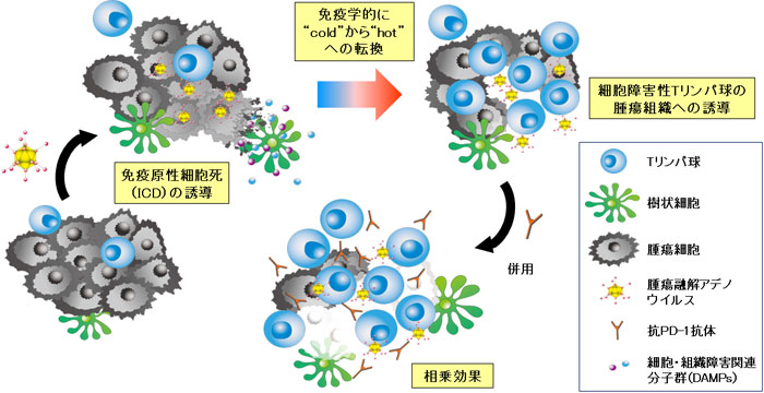 腫瘍融解アデノウイルスと抗PD-1抗体との複合免疫療法